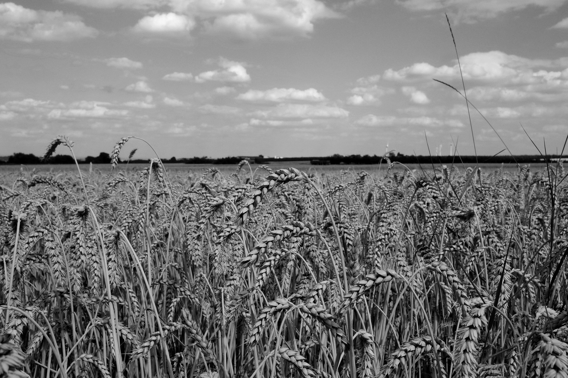 Pixabay cereals 855934 1920